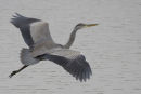 Grey Heron in flight